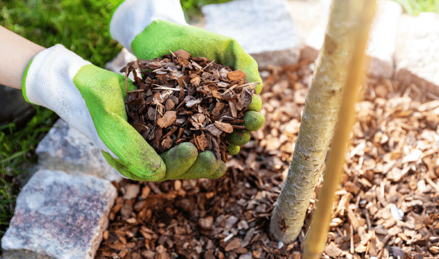 Felix Landscaping & Services
